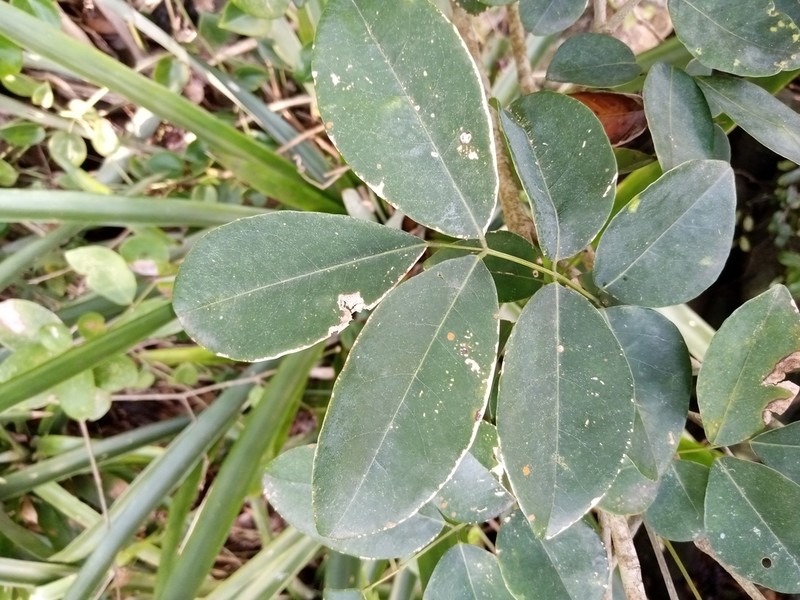 Muellera grazielae photo 5