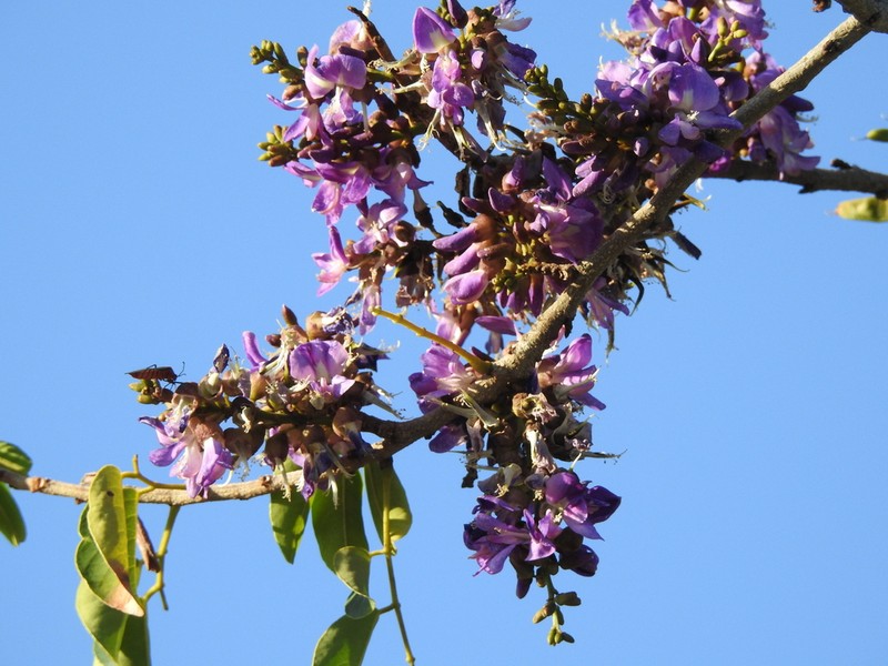Muellera grazielae photo 6