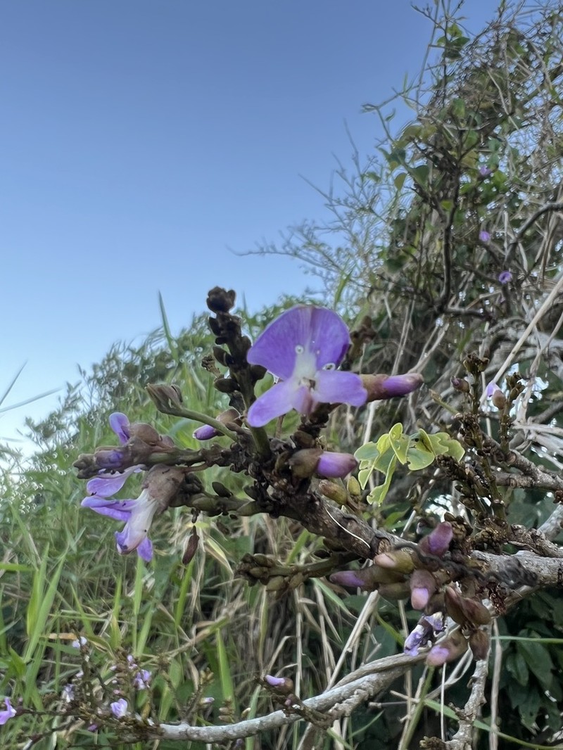 Muellera grazielae photo 7