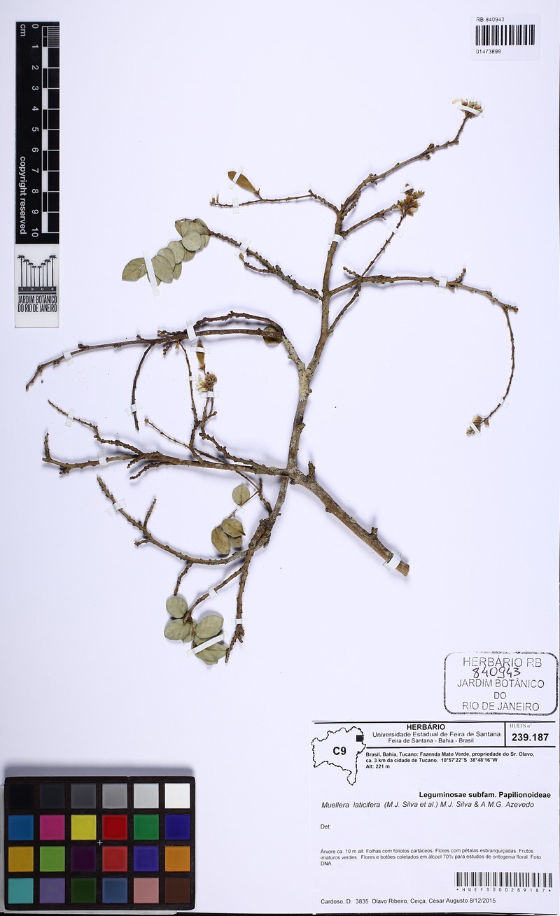 Muellera laticifera