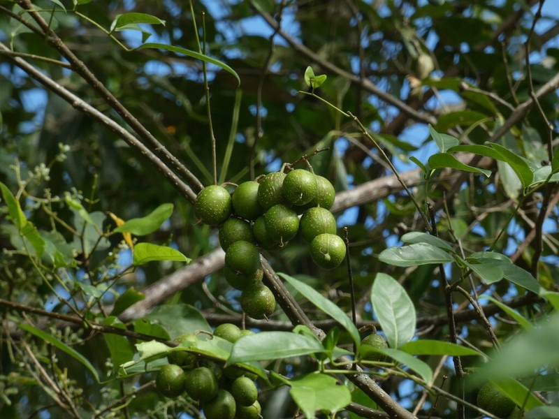 Muellera monilis