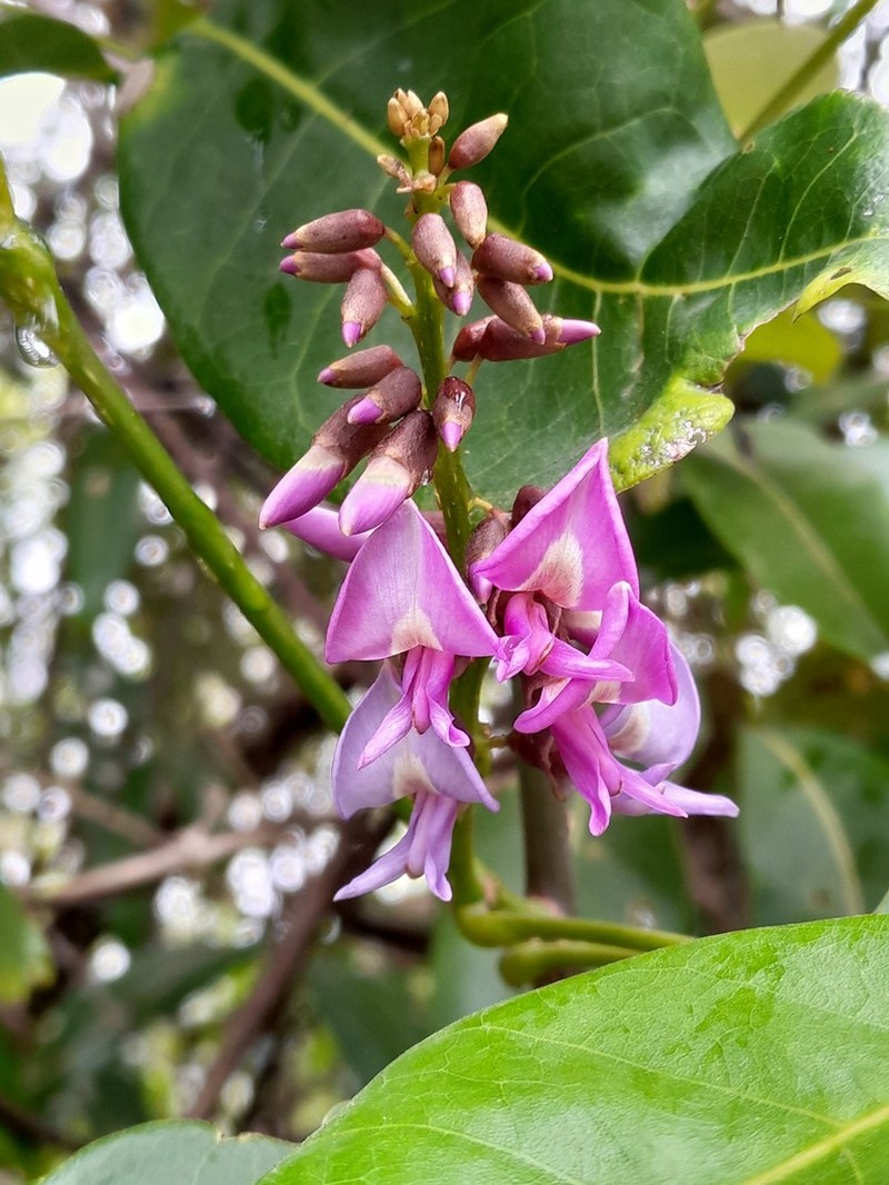 Muellera monilis photo 2