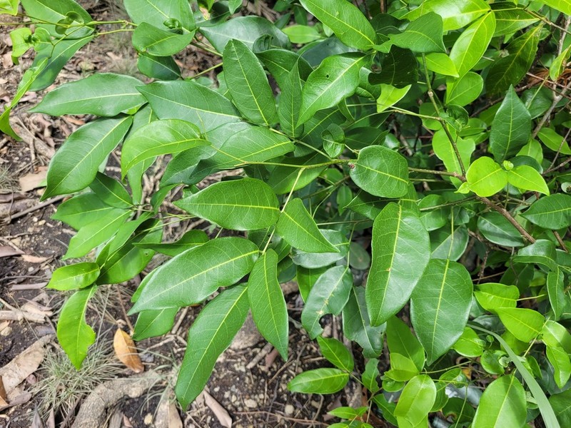 Muellera monilis photo 3