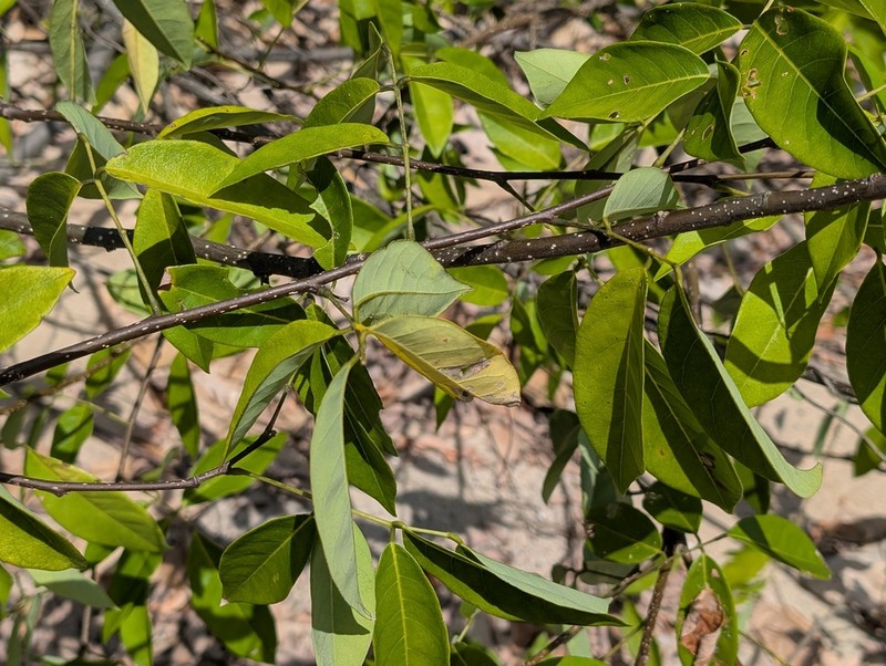 Muellera monilis photo 4