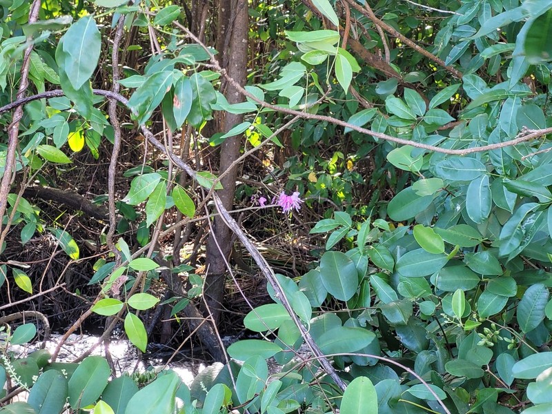 Muellera monilis photo 5