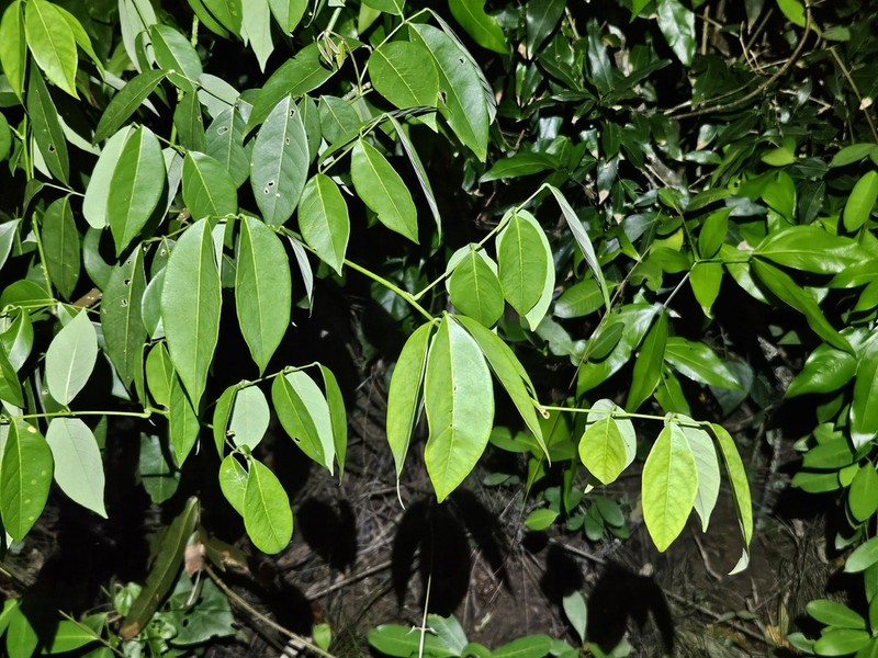 Muellera monilis photo 6