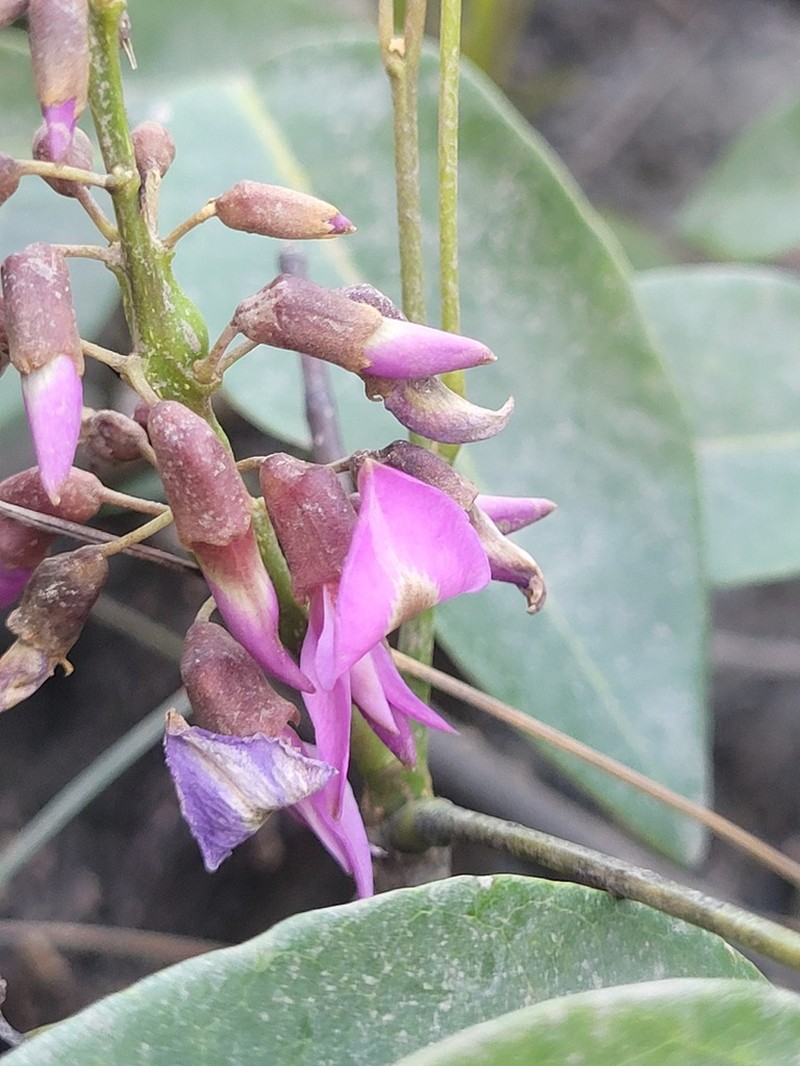 Muellera monilis photo 7