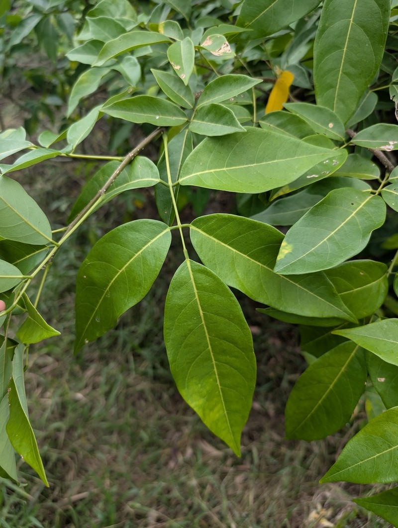 Muellera monilis photo 8