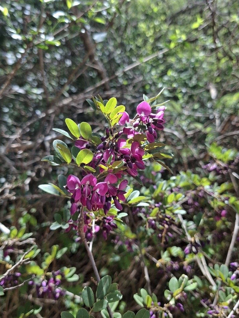 Muellera obtusa