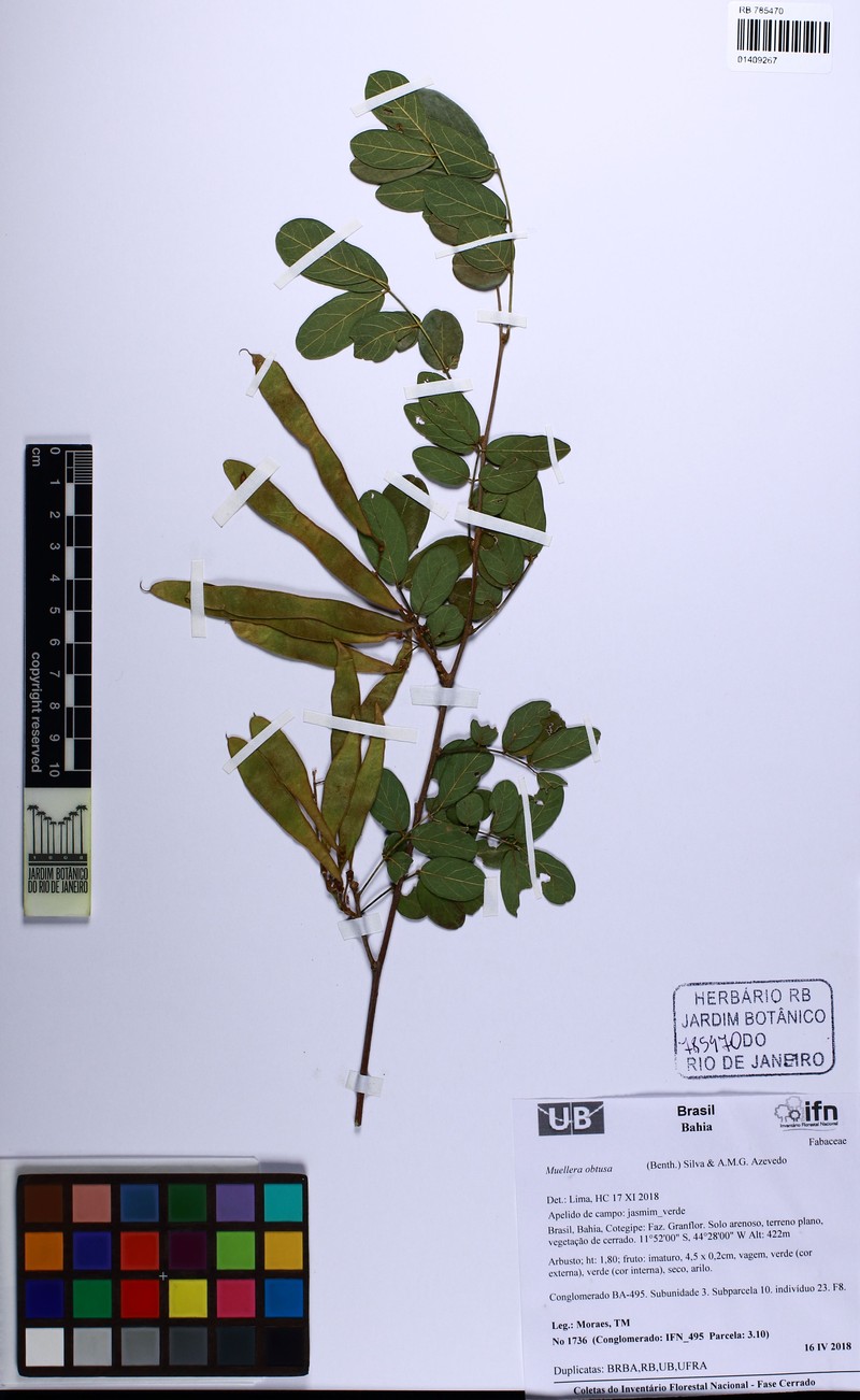 Muellera obtusa photo 3