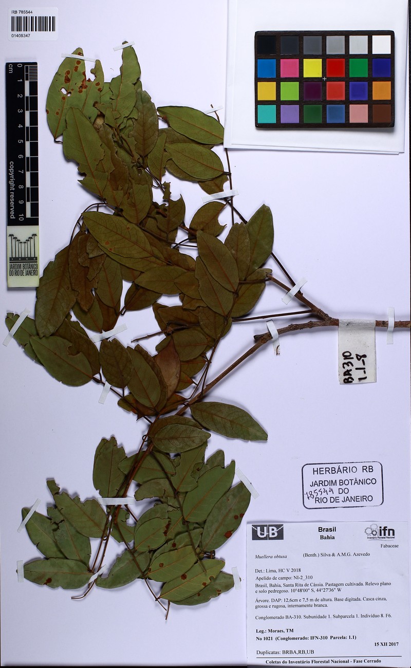 Muellera obtusa photo 5