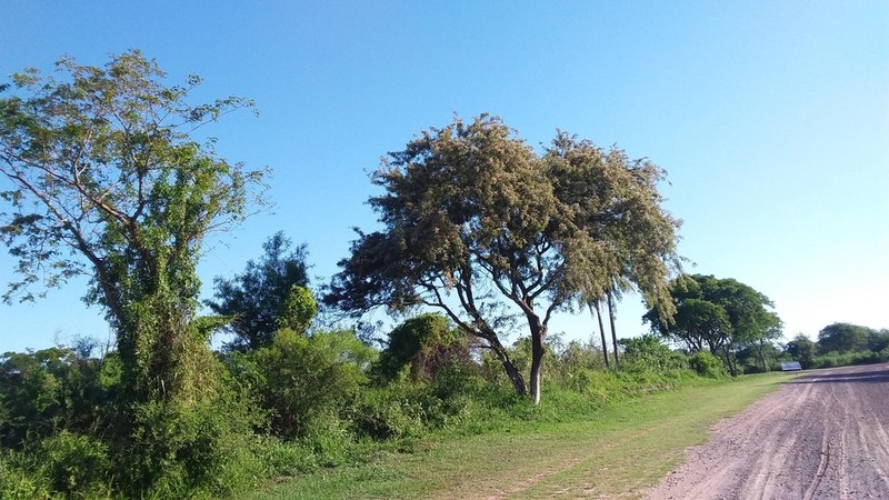 Muellera sericea