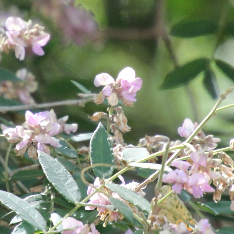 Muellera sericea photo 2