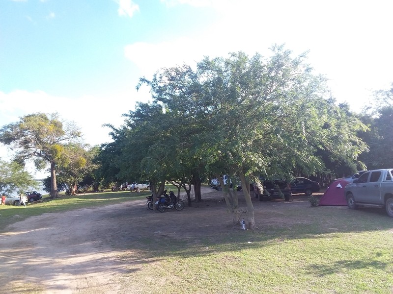 Muellera sericea photo 7
