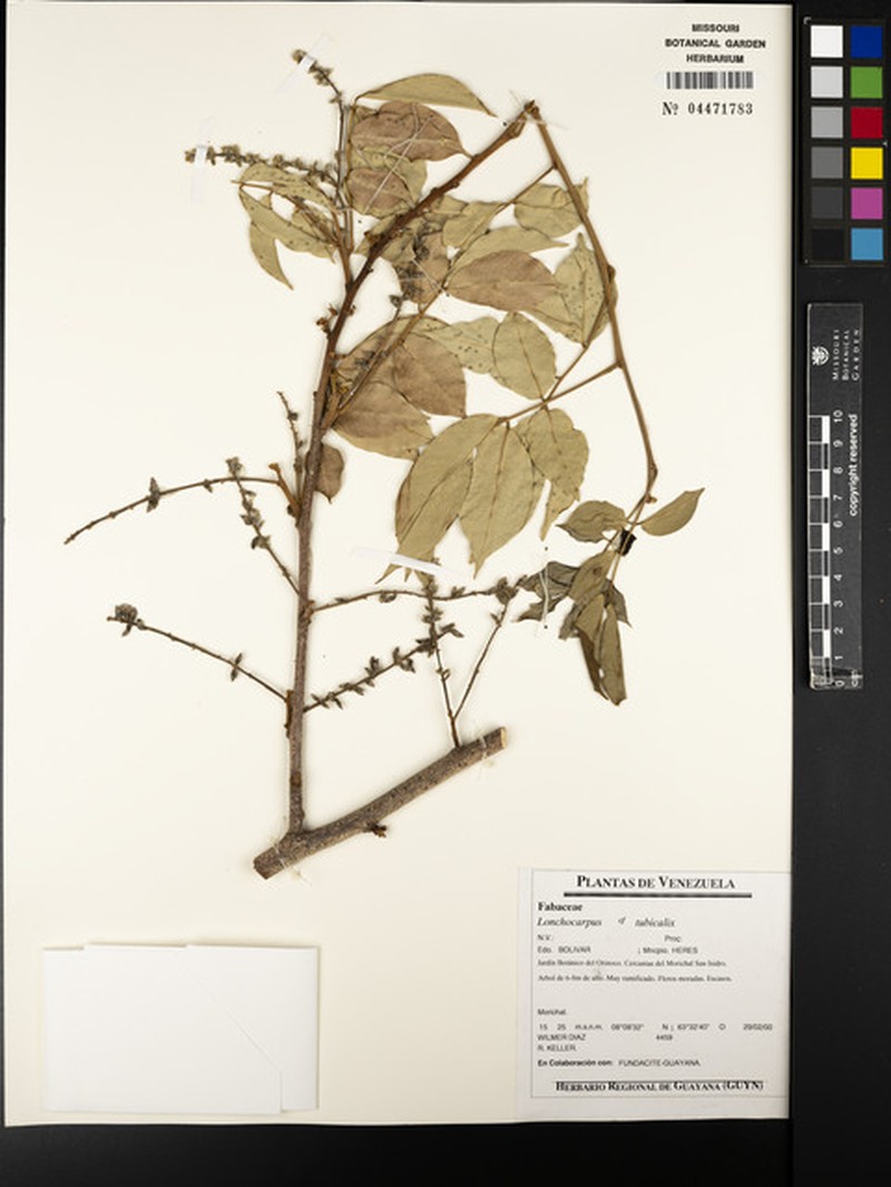 Muellera tubicalyx