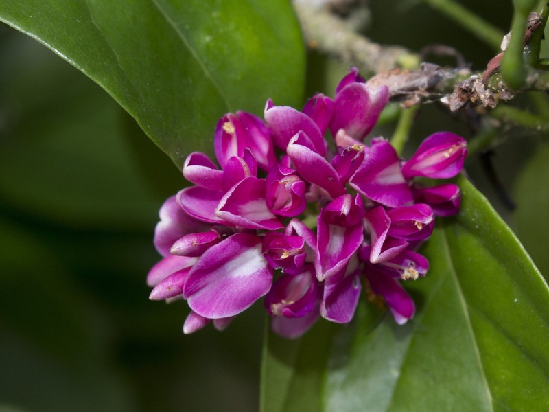 Muellera unifoliolata