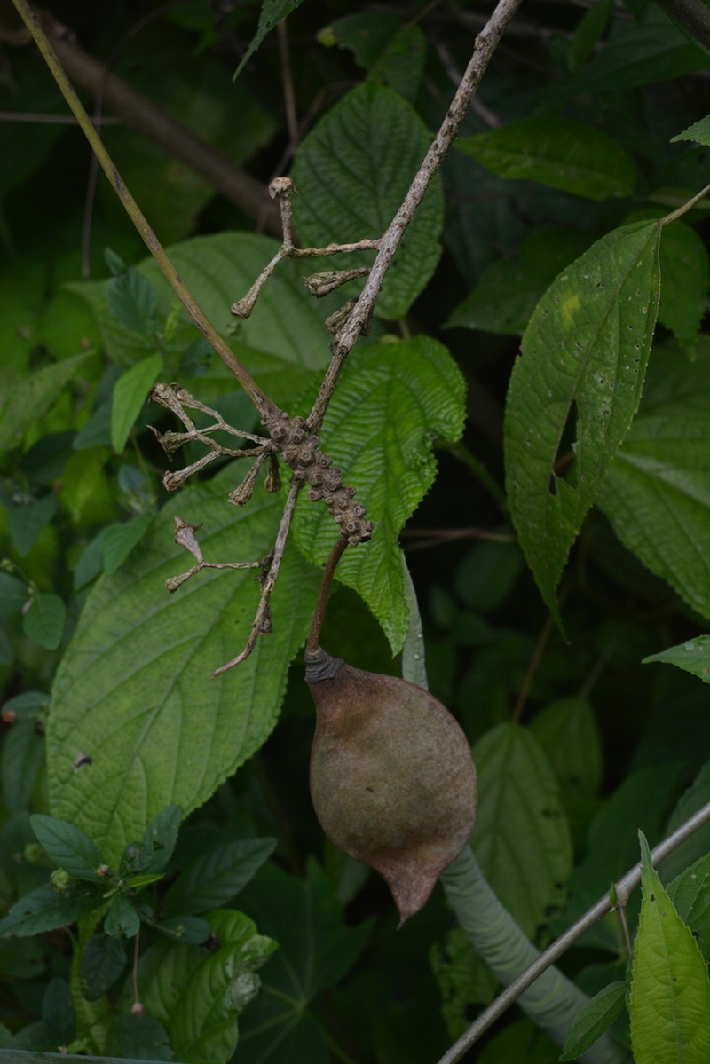 Muellera unifoliolata photo 2