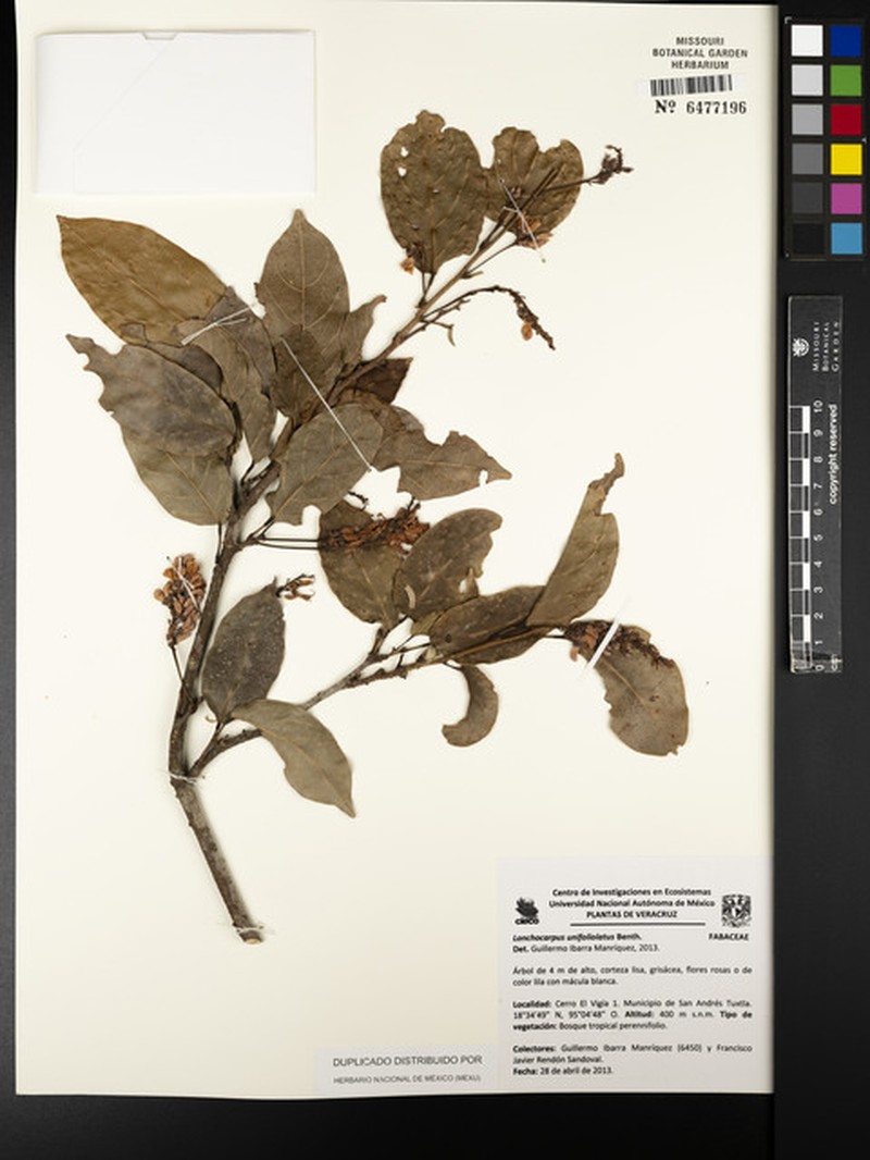 Muellera unifoliolata photo 3