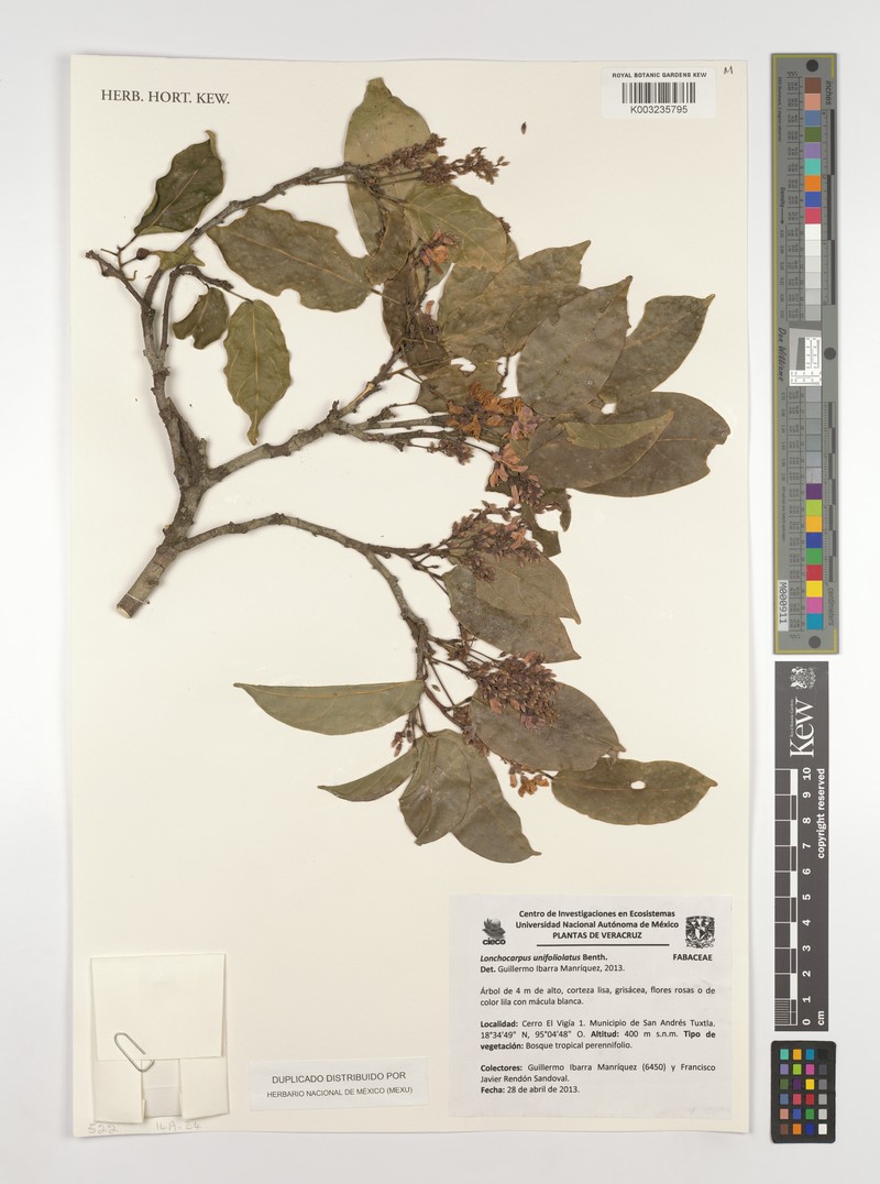 Muellera unifoliolata photo 4