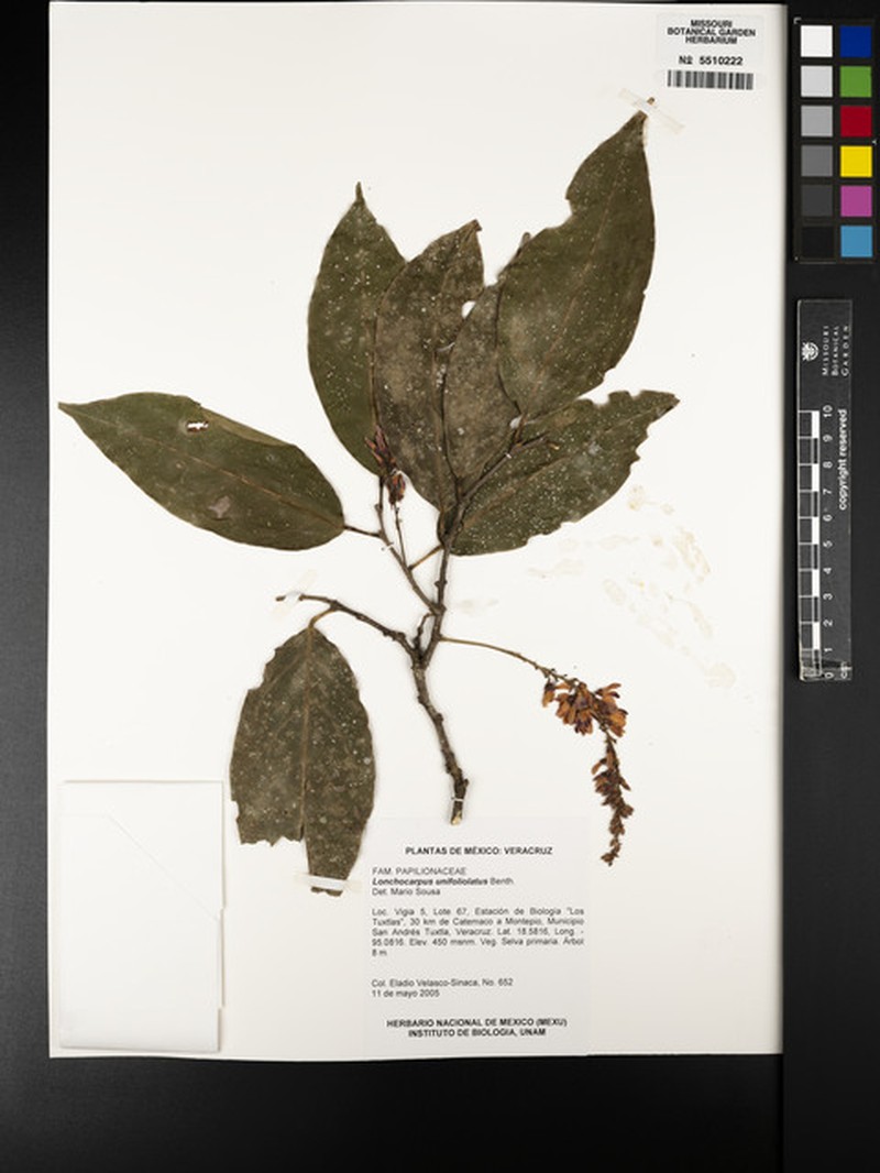 Muellera unifoliolata photo 5