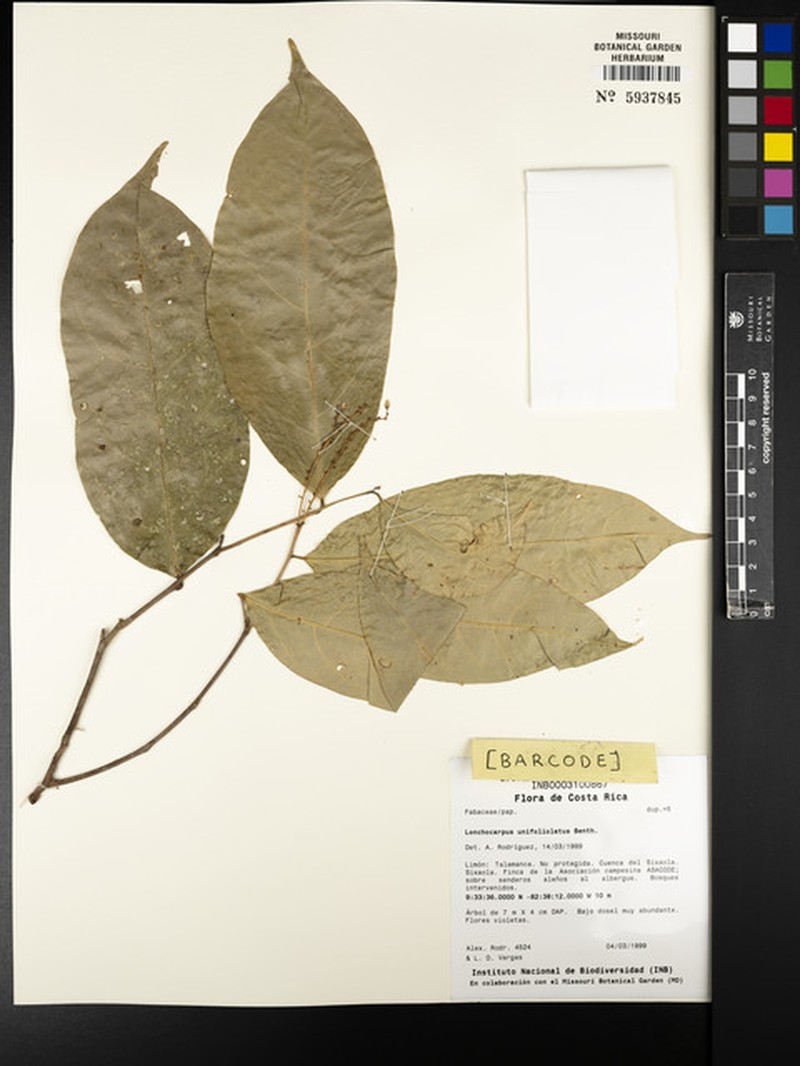 Muellera unifoliolata photo 6