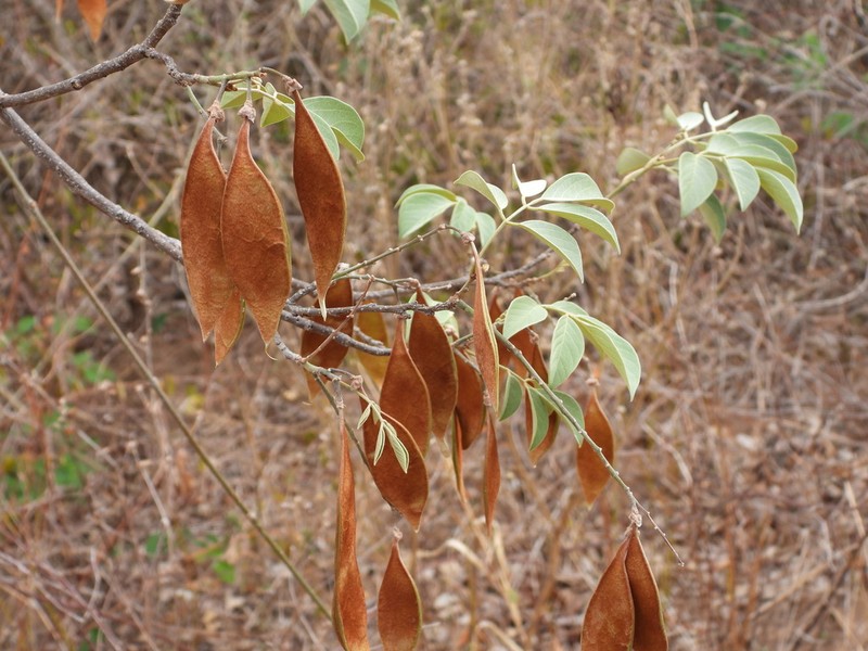 Muellera variabilis photo 2