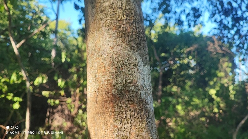 Muellera variabilis photo 3