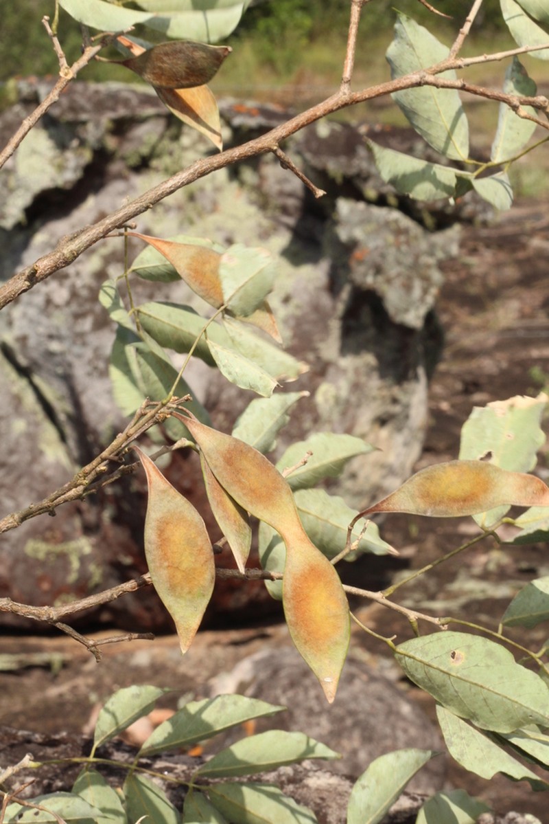 Muellera variabilis photo 4