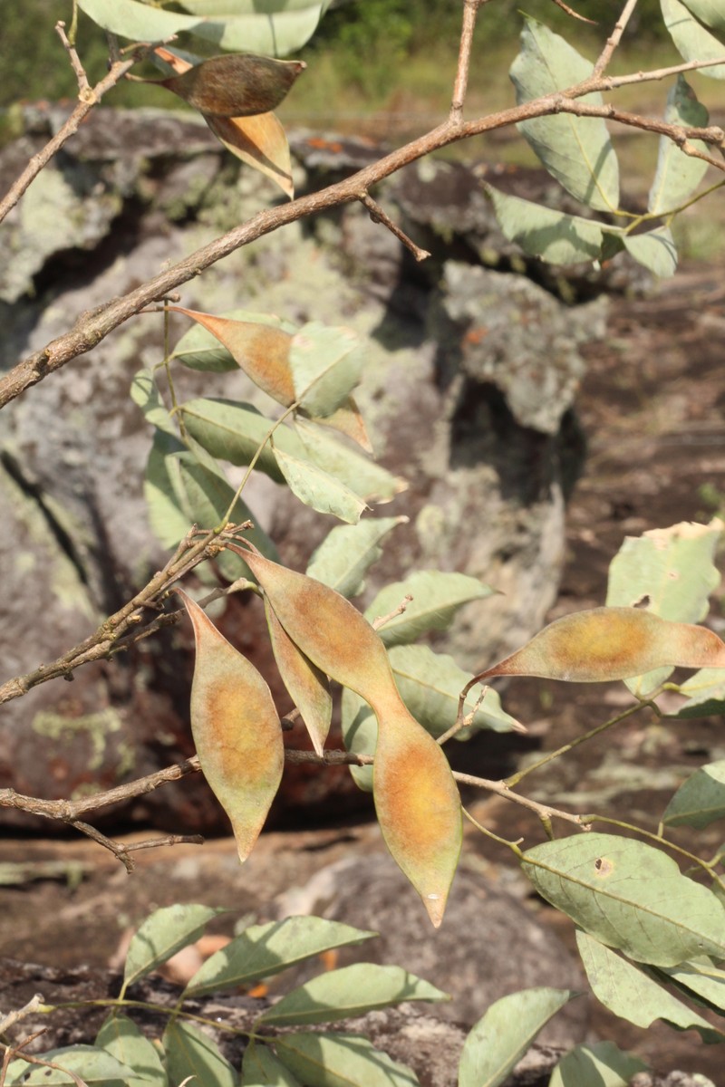 Muellera variabilis photo 5