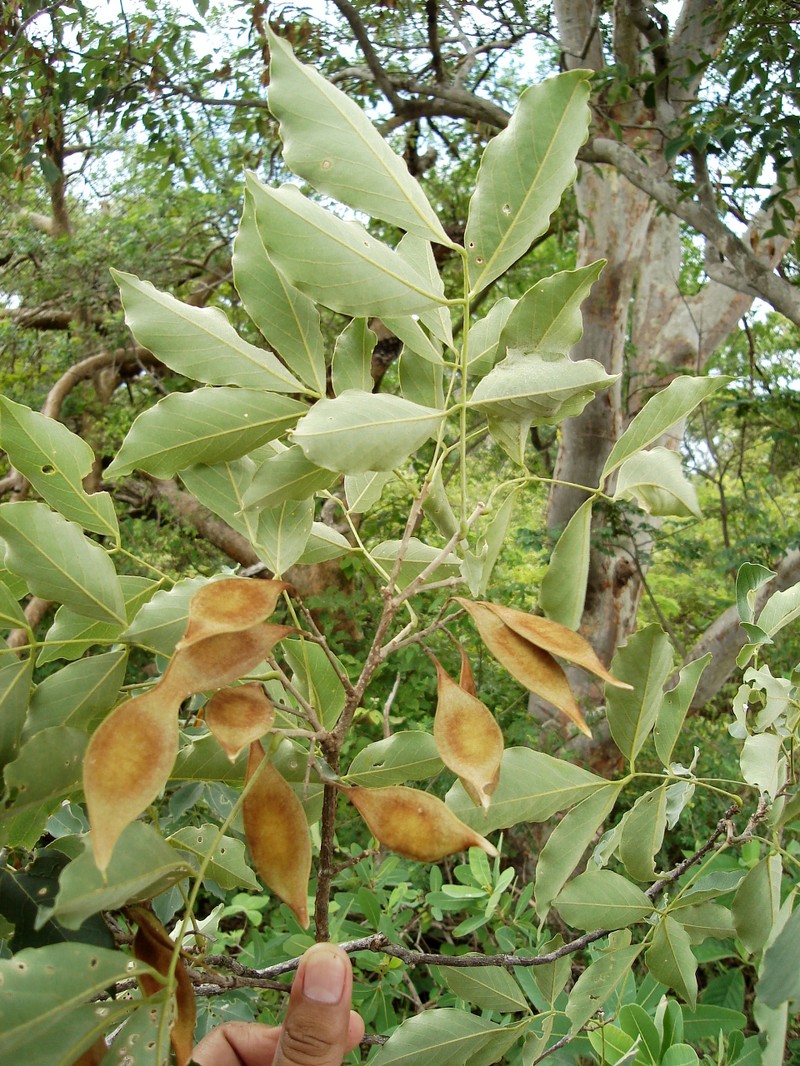 Muellera variabilis photo 6