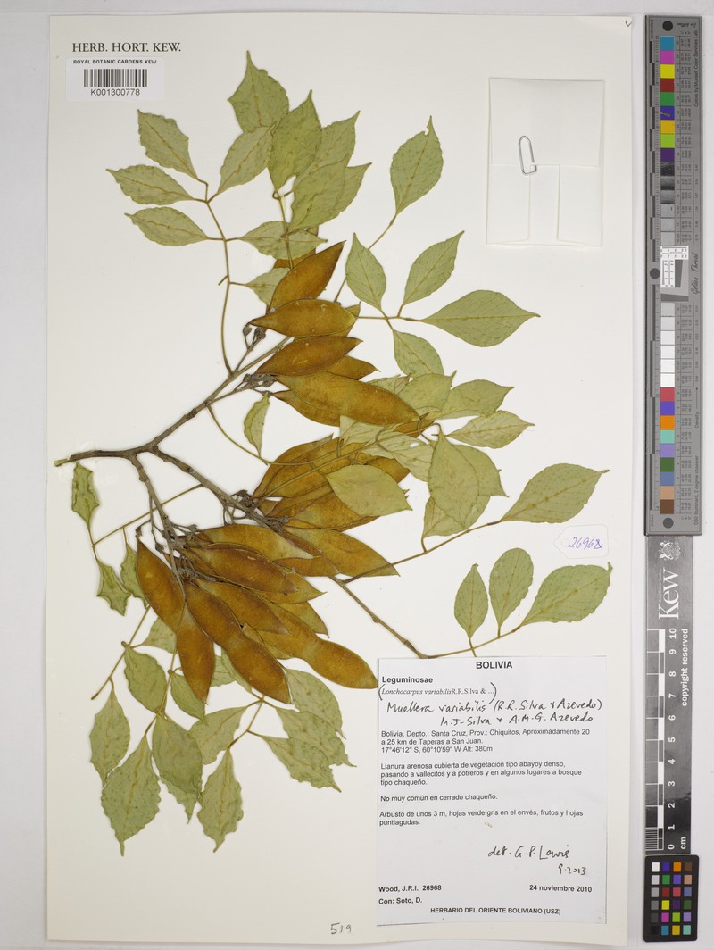 Muellera variabilis photo 7