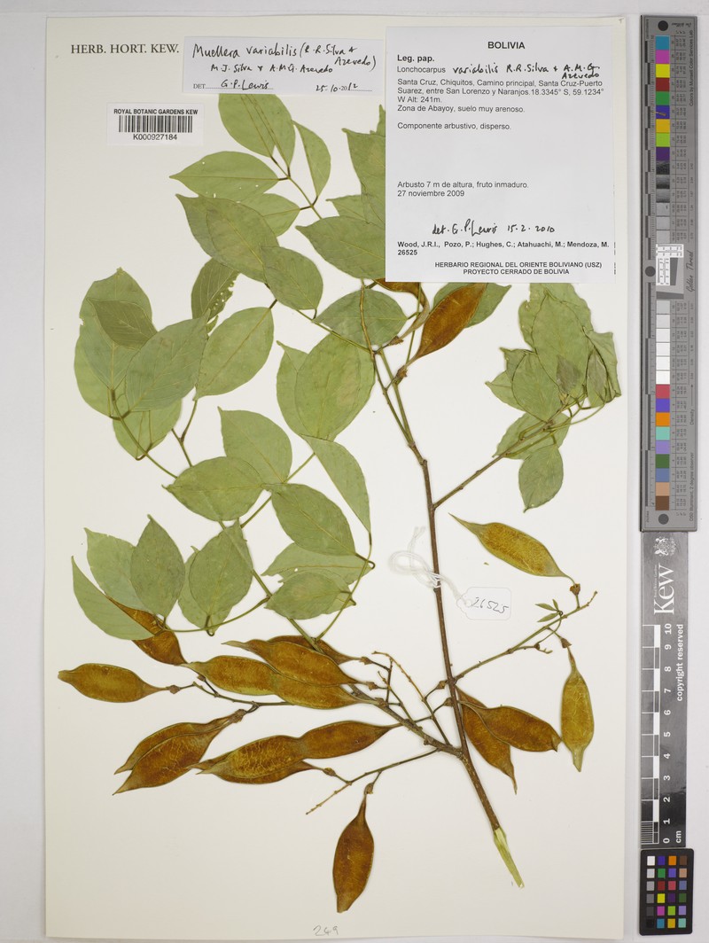 Muellera variabilis photo 8