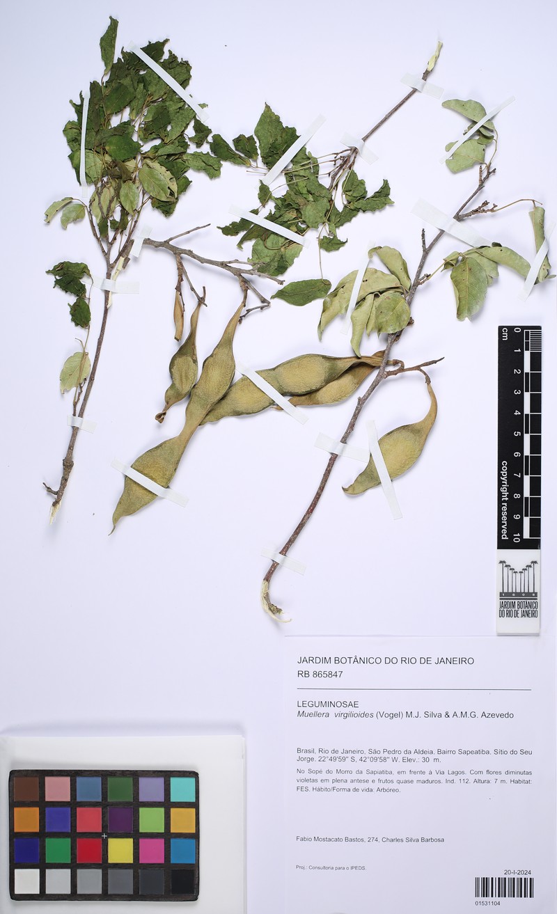Muellera virgilioides