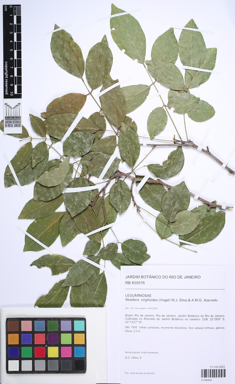 Muellera virgilioides photo 2