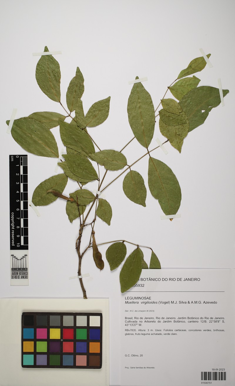 Muellera virgilioides photo 3