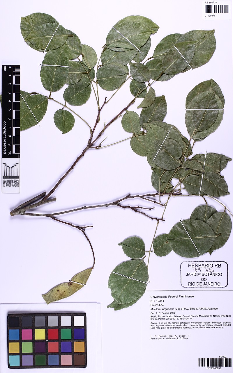 Muellera virgilioides photo 4