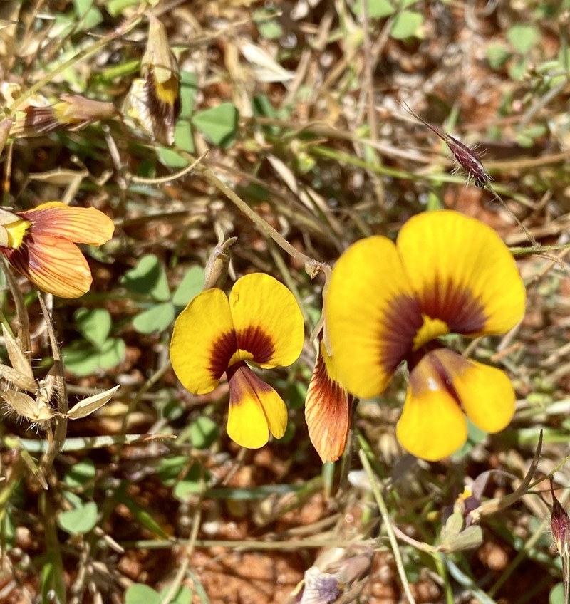 Muelleranthus obovatus