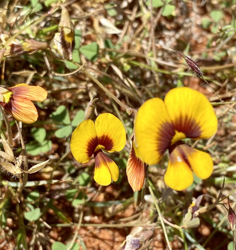 Muelleranthus obovatus photo 2