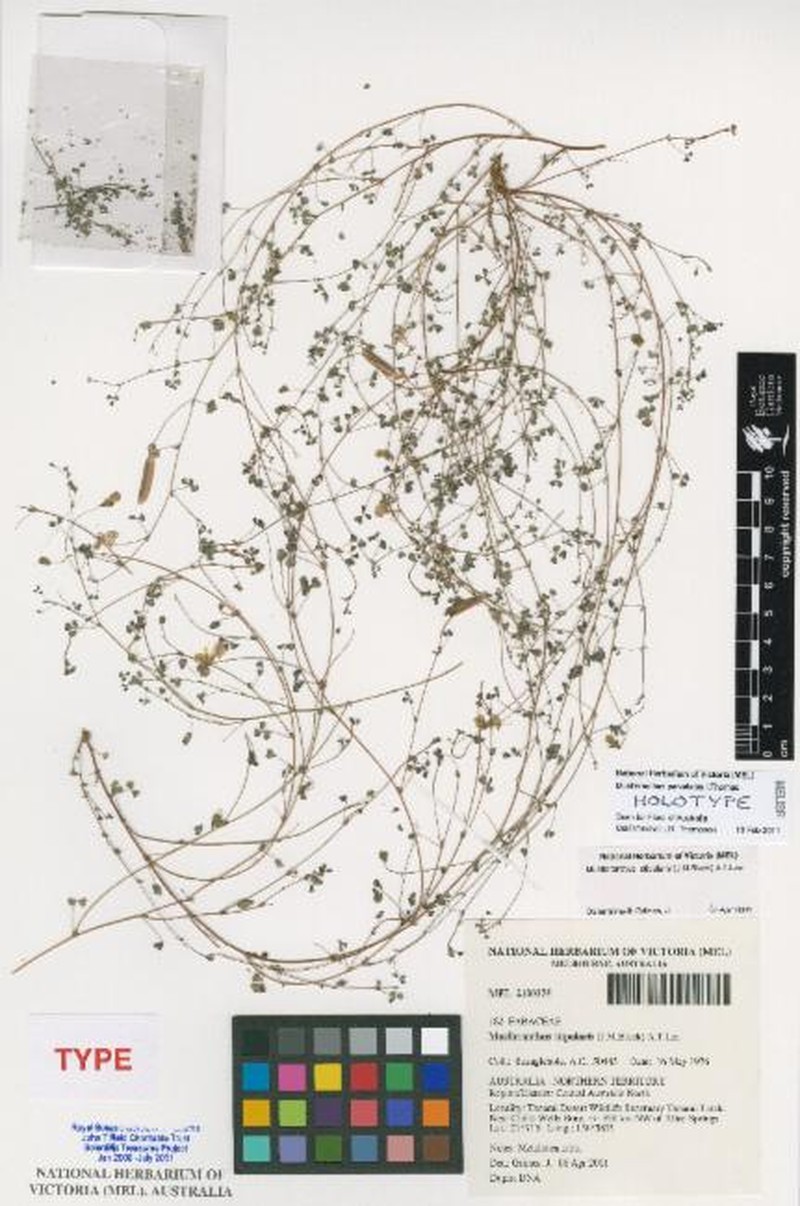 Muelleranthus parvalatus