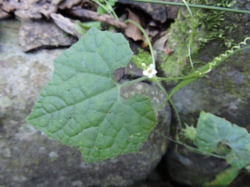 Muellerargia jeffreyana photo 3