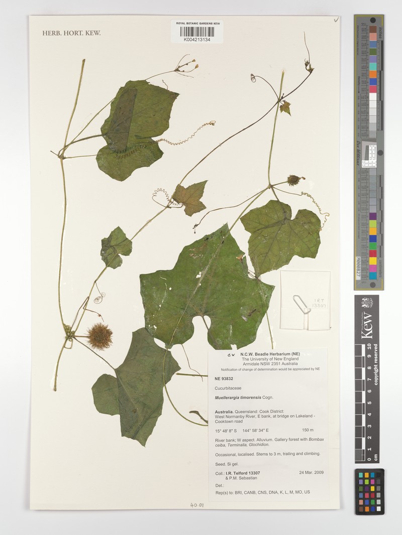 Muellerargia timorensis photo 3