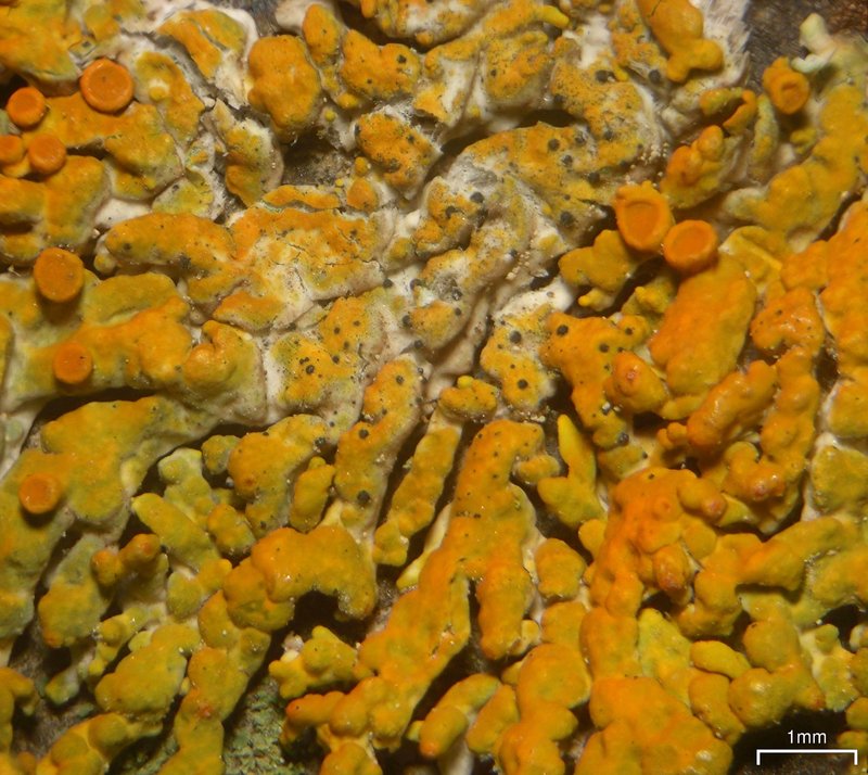 Muellerella Lichen