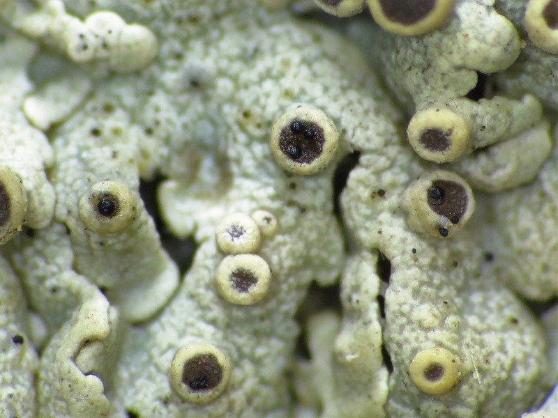 Muellerella Lichen photo 2