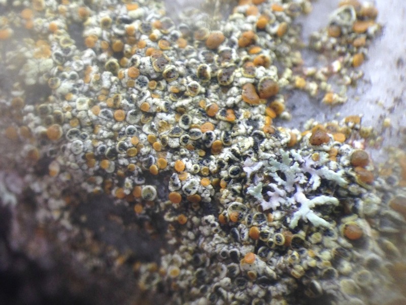 Muellerella Lichen photo 3