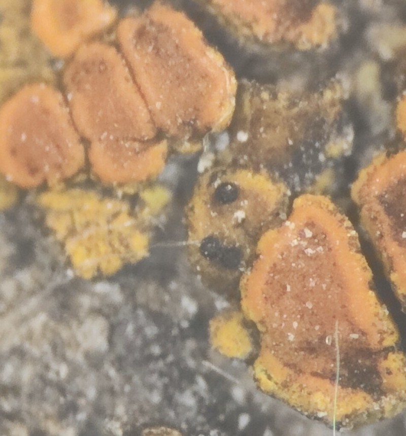 Muellerella Lichen photo 4