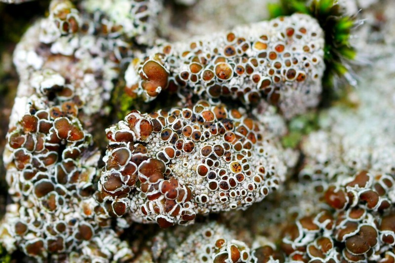 Muellerella Lichen photo 5