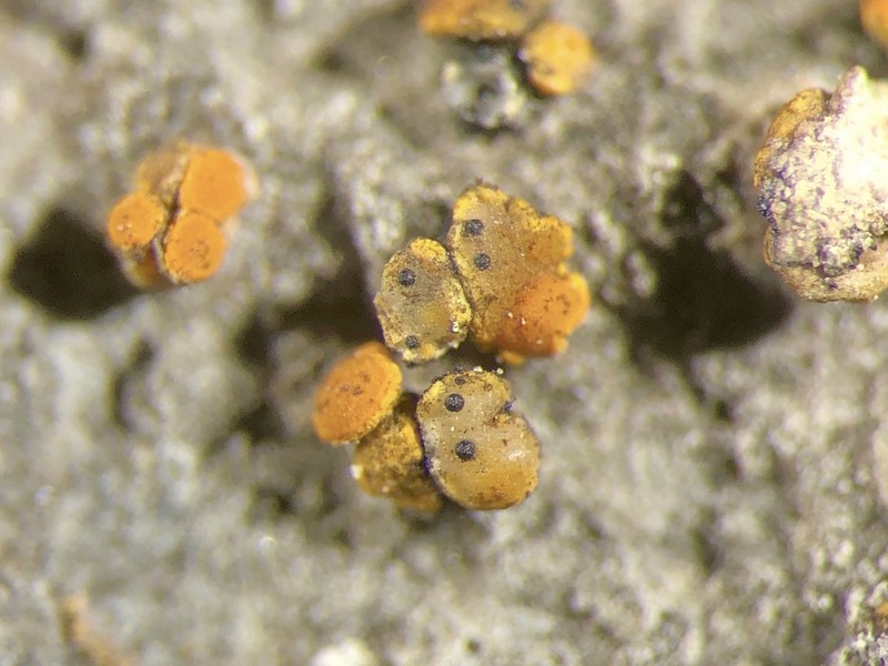 Muellerella Lichen photo 6