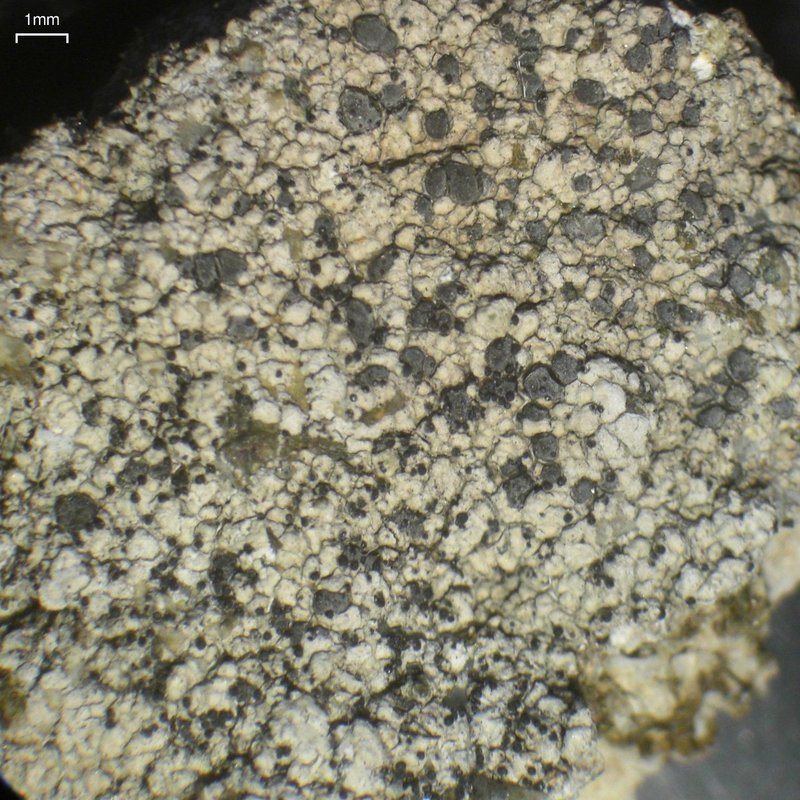 Dwarf Muellerella Lichen