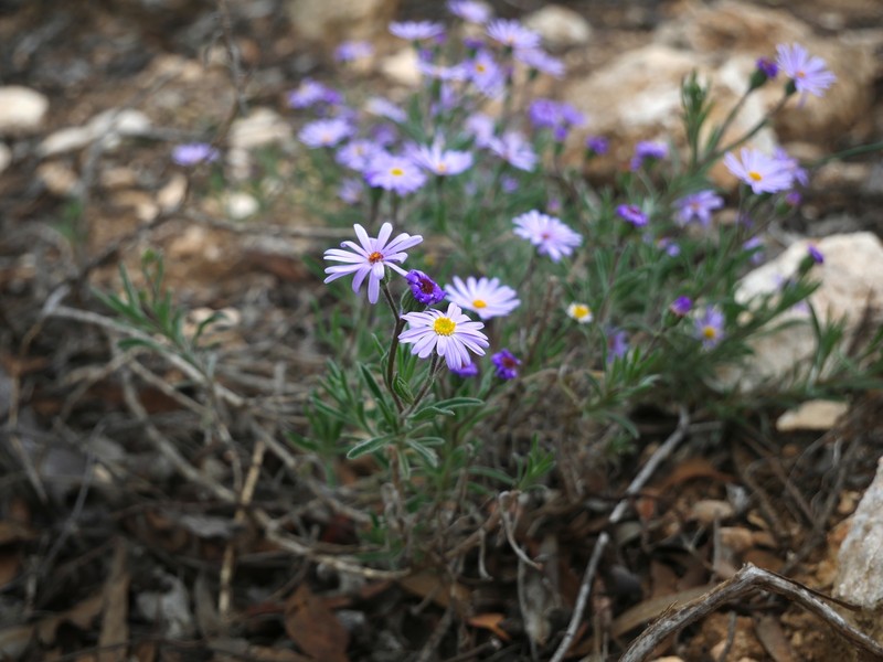Muellerolaria picridifolia photo 2