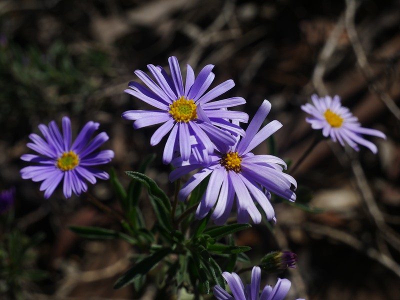 Muellerolaria picridifolia photo 3